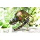 Dekorace do zahrady - chameleon Borneo